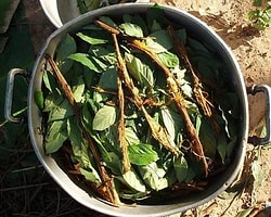 Ayahuasca Çayının Sırrı