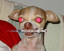 Sahiplenmek İçin Can Atacağınız 20 Zalım Köpek