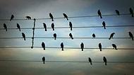 Elektrik Tellerindeki Kuşların Pozisyonlarından Yararlanılarak Yapılan Beste