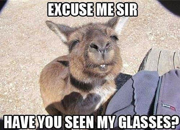 9. Gözlüğünü kaybeden bu kanguru