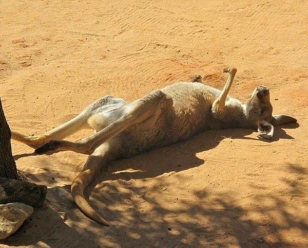 12. Başına güneş geçen bu kanguru