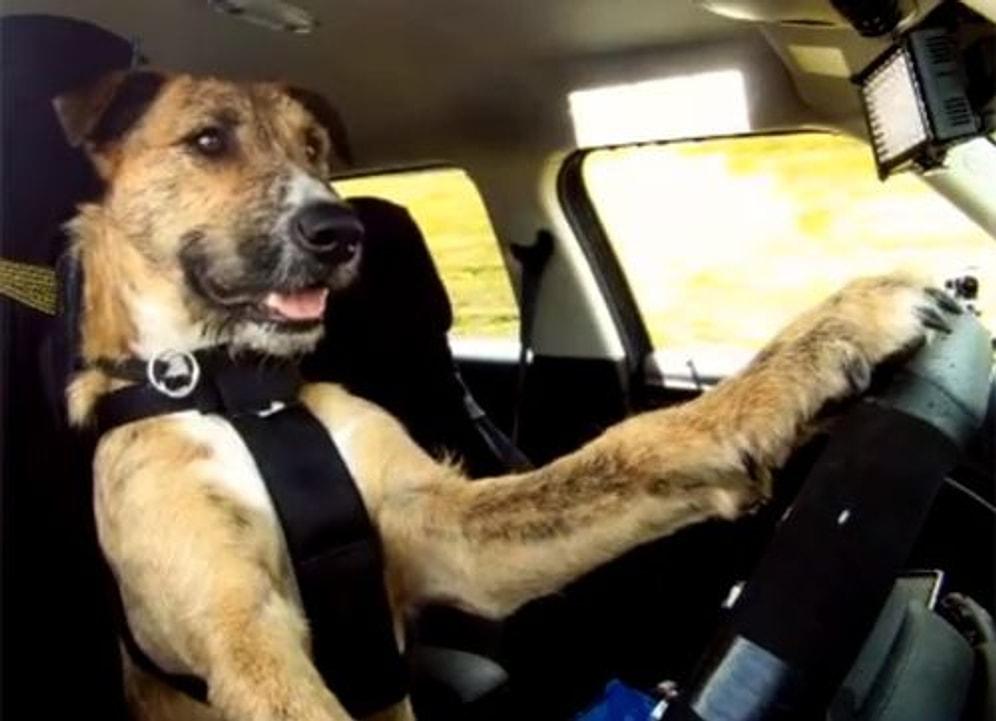 Dünyanın İlk Köpek Şoförü