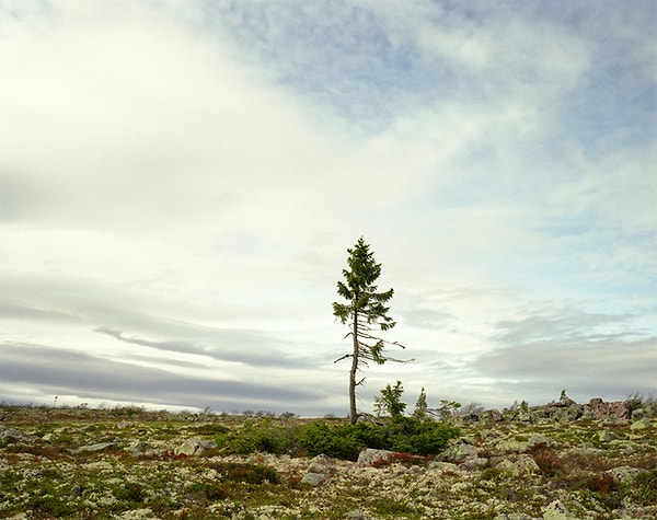 Spruce Gran Picea,  9,550 yaşında