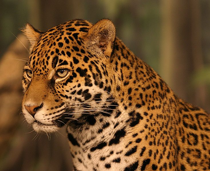 Gizemli vahşi kedi - siyah jaguar: açıklama, yaşam alanları Gizemli vahşi kedi - siyah jaguar: açıklama, yaşam alanları