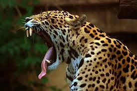 Gizemli vahşi kedi - siyah jaguar: açıklama, yaşam alanları Gizemli vahşi kedi - siyah jaguar: açıklama, yaşam alanları