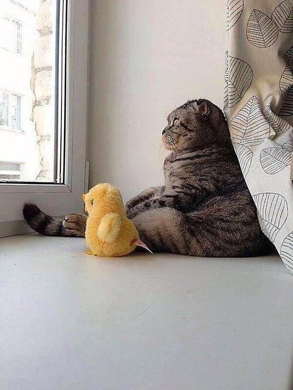 Düşünen kedi ve düşünen ördeği