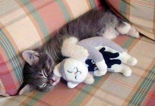 Kedi oyuncağı ile uyuyan kedi