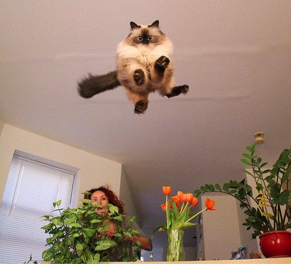 Uçan kedi 2