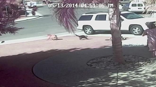 Sahibi Olan Çocuğu Köpek Saldırısından Kurtaran Kedinin İnanılmaz Videosu
