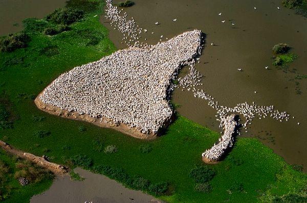 96. Senegal Nehri Deltasında Beyaz Pelikanlar, Djoudj Ulusal Kuş Cenneti, Senegal