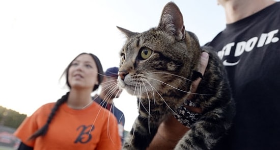Kahraman Kedi Tara'nın Hayranları Stadyuma Akın Etti