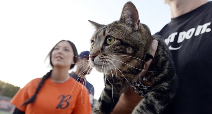 Kahraman Kedi Tara'nın Hayranları Stadyuma Akın Etti