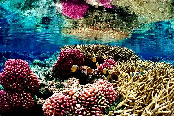 10. Büyük Set Resifi - Avustralya