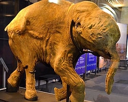 42 Bin Yıllık Mamut Yavrusu Londra'da Sergileniyor