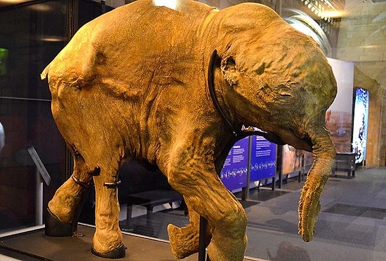 42 Bin Yıllık Mamut Yavrusu Londra'da Sergileniyor