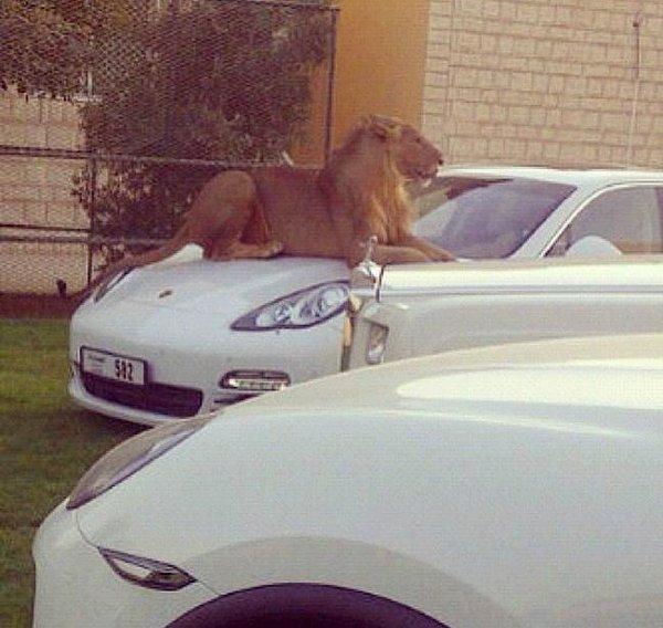 9. Hatta lüks araçların üstünde uzanmış aslanları görmek bile normal