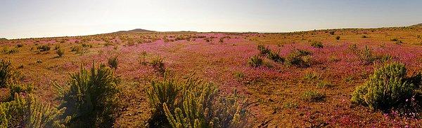 17. Çiçek açan çöl, Atacama, Şili: Yılda ortalama 12 mm yağış alan bu çöle aşırı yağış düştüğü yıllarda oluşan görüntü.