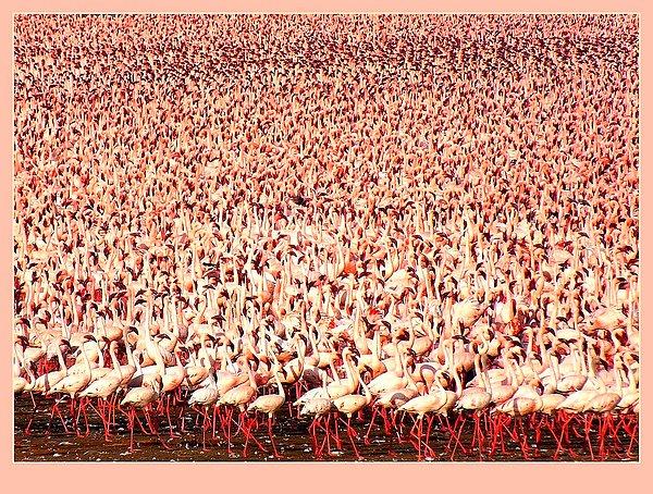 Ağır metal zehirlenmesinden dolayı flamingo nüfusu hızla azalıyor