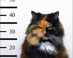 Meğer Trafoya Kedi Girmemiş