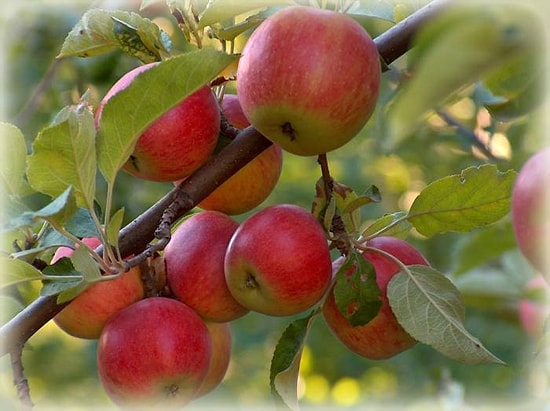 Amasya Elması Gençlik İksiri