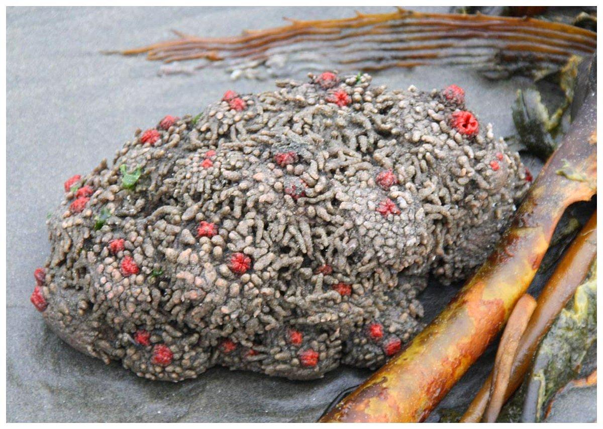 Морские живые камни. Pyura Chilensis кровоточащий камень.
