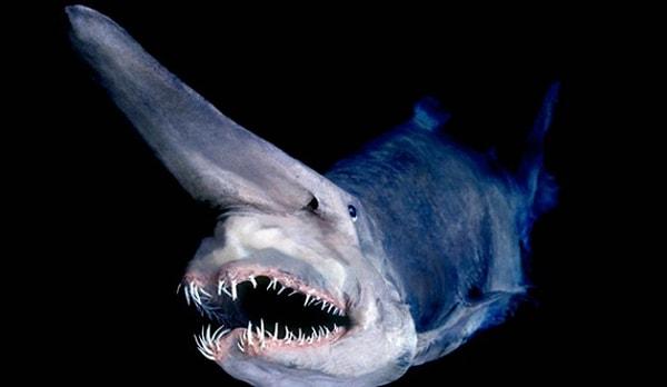 25. Gulyabani Köpekbalığı