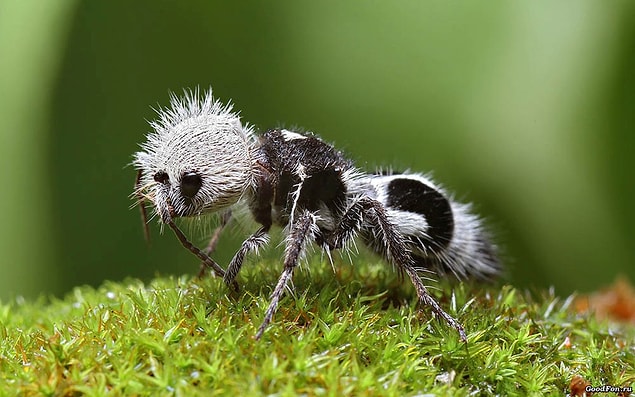30. Panda Karıncası