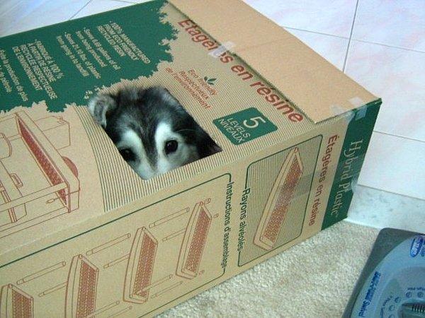 Aynen kediler gibi kutuları seviyor