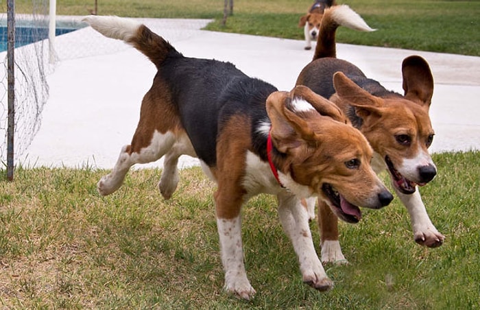 İlk Defa Çimen Gören Deney Köpeklerinin Sevinci