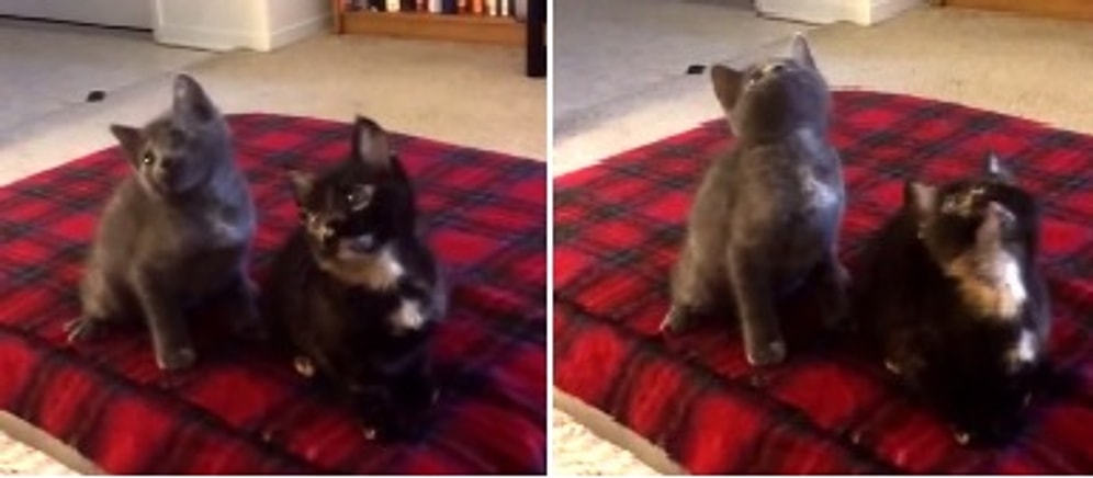 Müzikle Hiphop Dansı Yapan Kediler