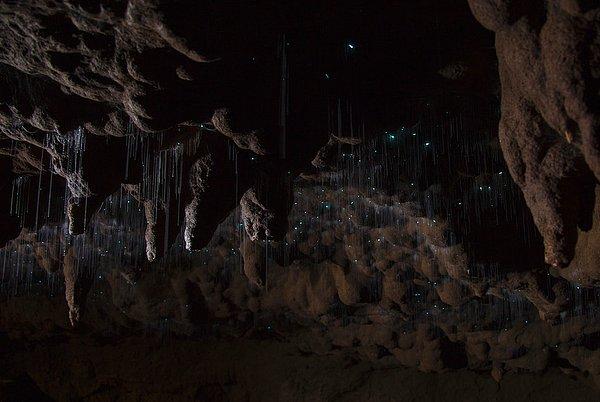 7. Waitomo Glowworm Mağaraları; Waitomo, Yeni Zelanda