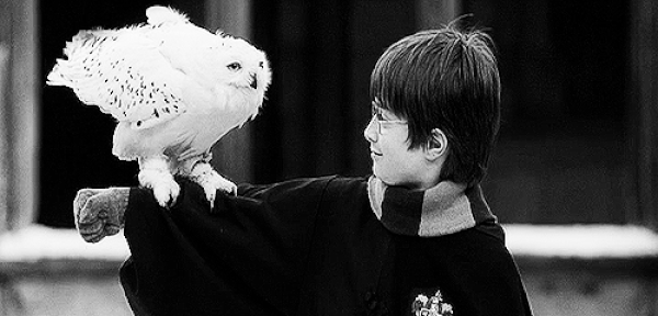 7. J.K. Rowling, Hedwig'in ismini kutsal bir kitaptan bulmuş.