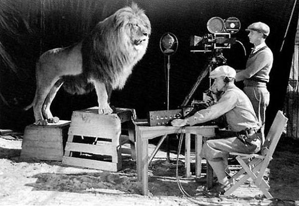16. MGM logosu için kameraman tarafından aslan kükreme sesi kaydedilirken.