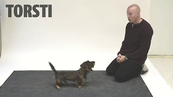 Köpekler İnsan Havlamasına Nasıl Tepki Verir?