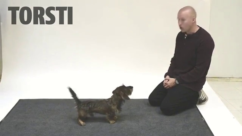 Köpekler İnsan Havlamasına Nasıl Tepki Verir?