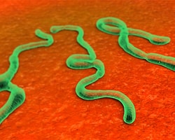 Ebola Salgınında 337 Ölüm