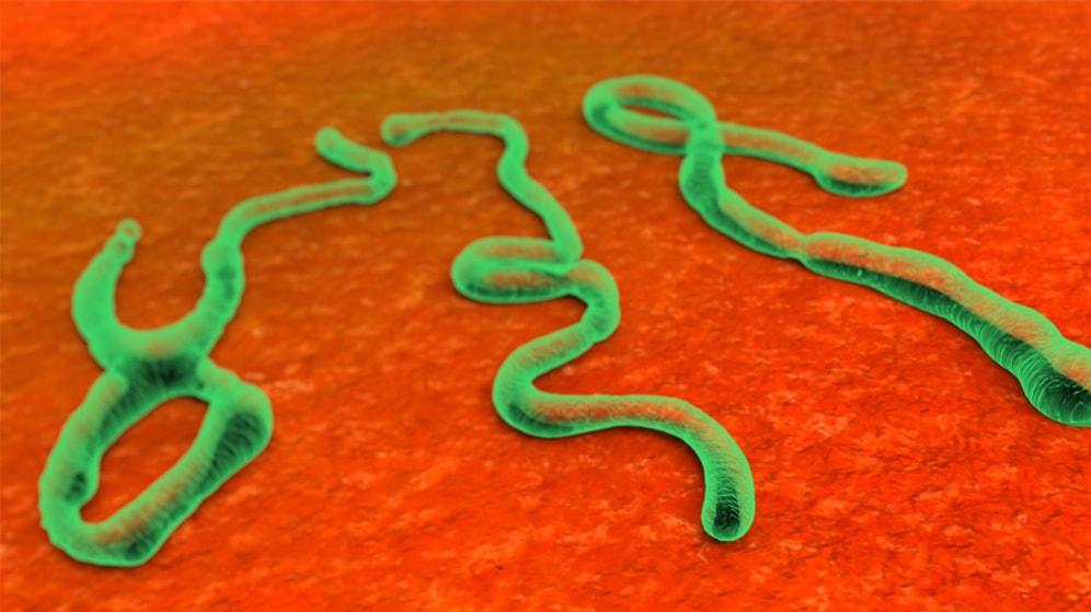 Ebola Salgınında 337 Ölüm