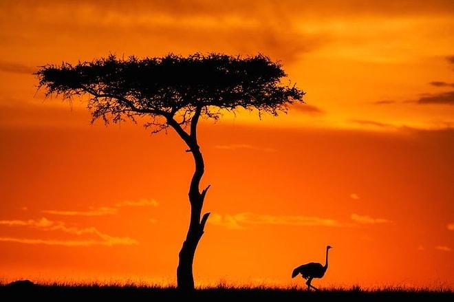 17 Büyüleyici Fotoğrafla Afrika'da Gün Doğumu ve Gün Batımı