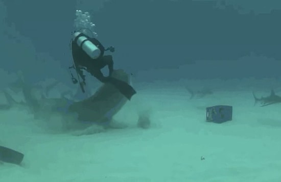 Dünyanın En Şanslı Canlılarını Gösteren 26 GIF