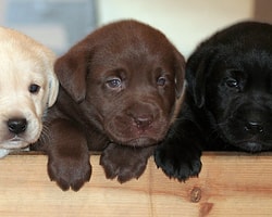 15 Maddede Labrador Retriever