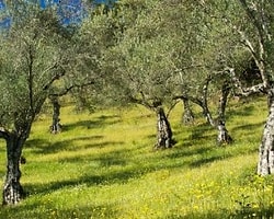 'Bu Tasarı Zeytinciliğin Sonu Olur'