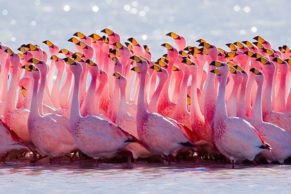 13. Favori yemekleri doldurulmuş flamingoydu