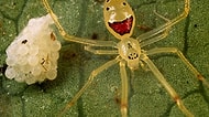 Hemen Alıp Evde Beslemek İsteyeceğiniz 21 Tatlılık Abidesi Örümcek