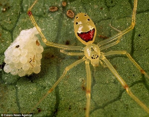 7. Mutlu Suratlı Örümcek