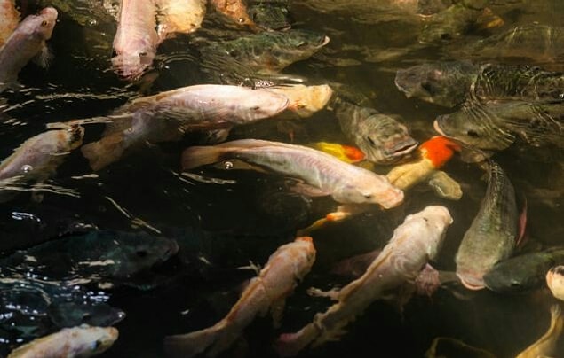Koi balıkları pis suya rağmen gayet güzel bir şekilde hayatta kalıyorlar
