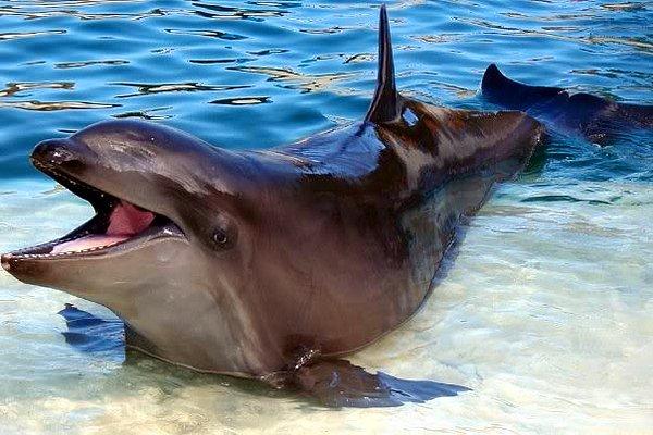 3. Katil Balina (Killer Whale) ve Şişeağızlı Yunusların (Bottlenose Dolphin) çiftleşmesinden meydana gelen "Wholphin"