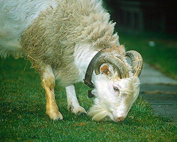 8. Koyun ve Keçiden meydana gelen "Koyunkeçileri"