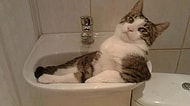 Hayatına İnsan Olarak Devam Etmesi Gereken 18 Kedi ve Oturuşları