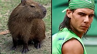 Rafael Nadal'ın Kapibara Adlı Kemirgene Tıptatıp Benzediğini Kanıtlayan 22 Delil