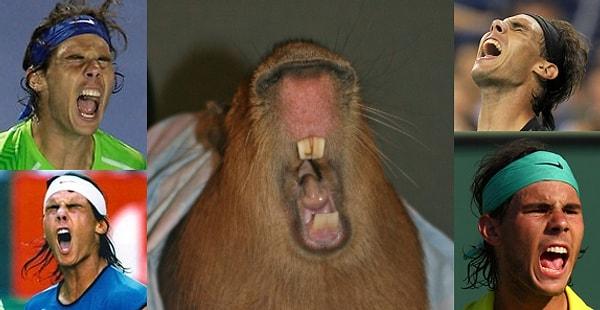 22. Hatta "ben kapibaraya benzemiyorooooom" diye bağırırken bile kapibaraya benziyorsun.